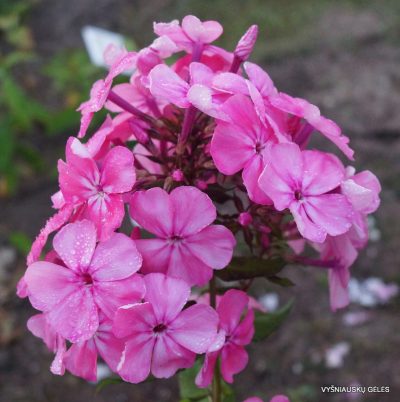 flioksai ‘Marfinka‘