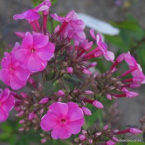 flioksai-‘Marta‘