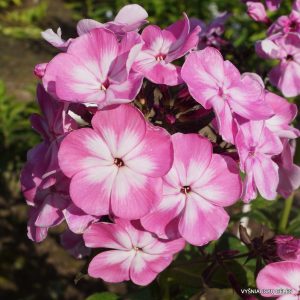 flioksai-‘Matronushka‘