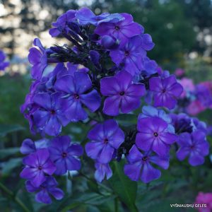 flioksai-‘Milori‘