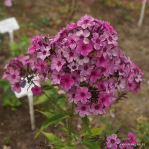 flioksai-‘Mister-X