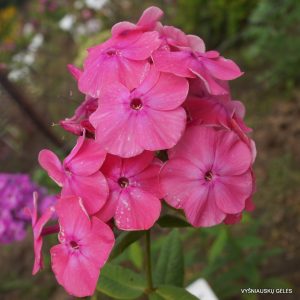 flioksai-‘Morgenrot‘