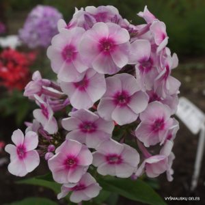 flioksai-‘Nadezhda-Pavlova‘