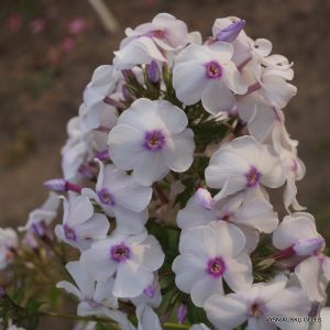 flioksai-‘Narciss‘