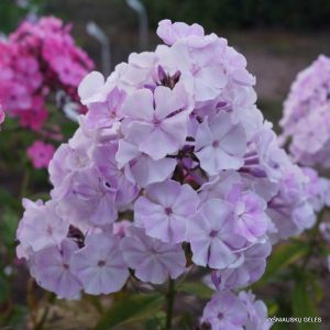 flioksai-‘Nezhnost‘