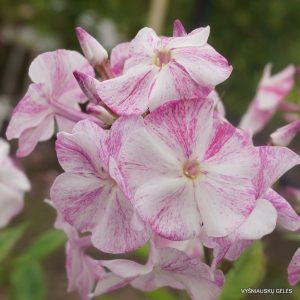 flioksai-‘Nivea‘ (2)