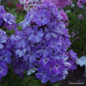 flioksai-‘Odissei‘