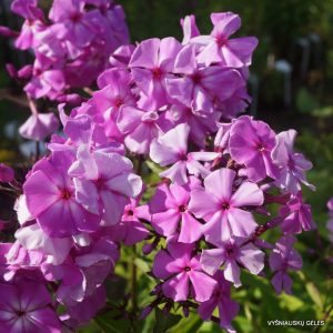 flioksai-‘Olimpiya‘