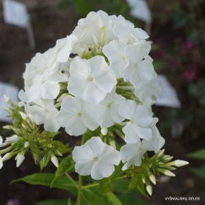 flioksai-‘Panama‘