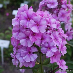 flioksai-‘Penelopa‘