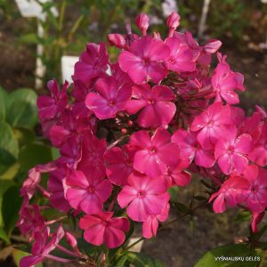 flioksai-‘Primadonna‘