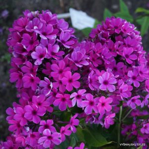 flioksai-‘Ptitsa-Gamayun‘