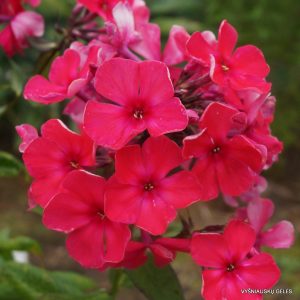 flioksai-‘Pushkinskii‘