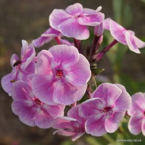 flioksai-‘Raspisnoi‘