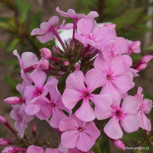 flioksai-‘Rieda‘