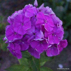 flioksai-‘Rodnik‘