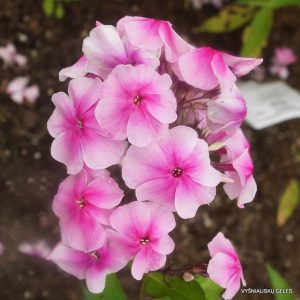 flioksai-‘Rokoko‘