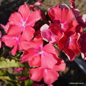 flioksai-‘Rosme‘