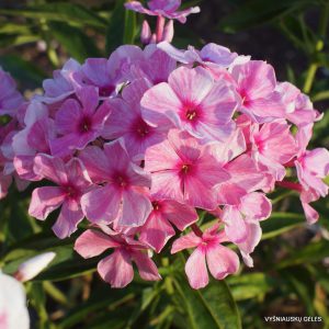 flioksai ‘Rozhdenie Zari‘