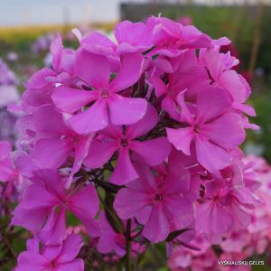 flioksai-‘Rozovaya-Pena‘