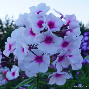 flioksai-‘Rubin-v-Oprave‘