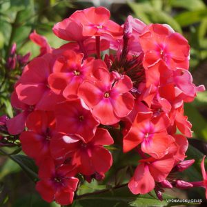 flioksai ‘Samantha Smith’