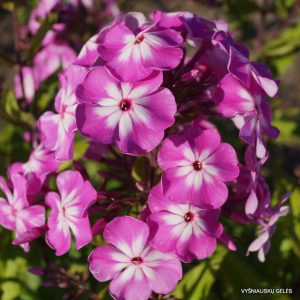 flioksai-‘Sandra‘