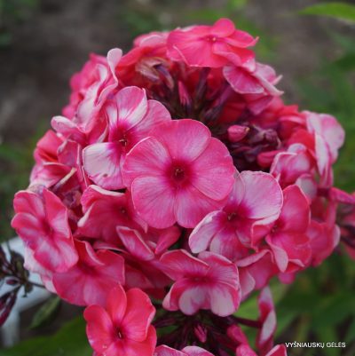 flioksai-‘Serafima‘ (3)