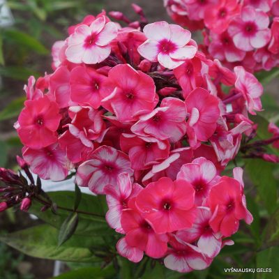 flioksai-‘Serafima‘