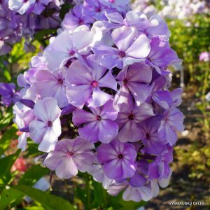 flioksai-‘Seraya-Sheika‘