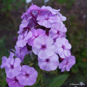 flioksai-‘Serebryanoe-Kopyttse‘