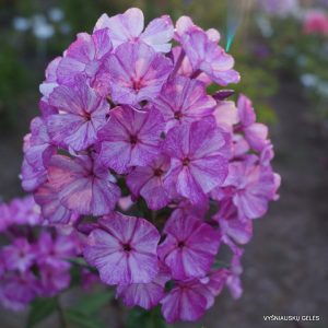 flioksai-‘Shutka‘