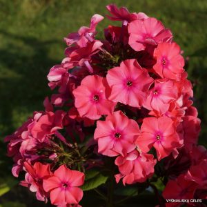 flioksai-‘Sir-Malcom-Campbell‘