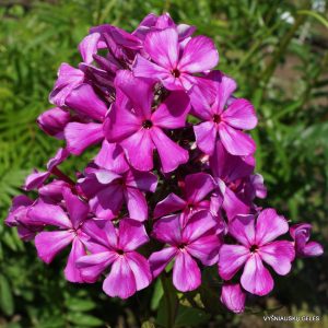 flioksai-‘Skomorokh‘