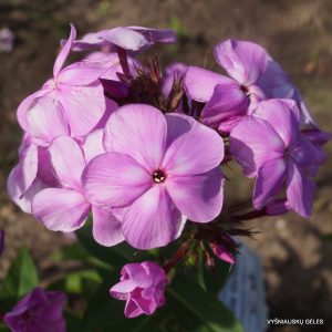 flioksai-‘Sladkie-Griozy‘