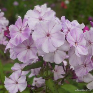 flioksai-‘Slioza-i-Ulybka‘