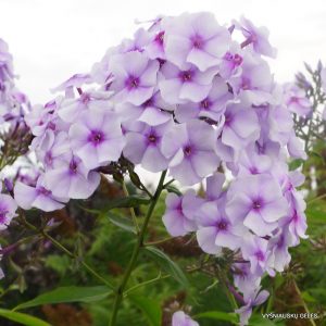 flioksai-‘Smiltene‘