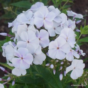 flioksai ‘Snegurochka‘