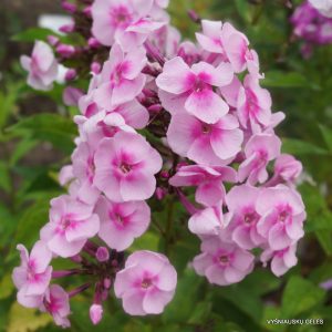 flioksai-‘Sonja‘