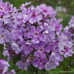 flioksai-‘Tikhaya-Zavod‘