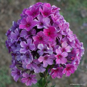 flioksai ‘Titanik‘