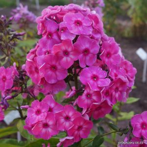 flioksai-‘Toropyzhka‘