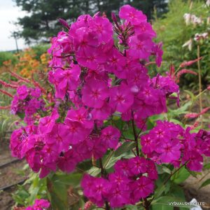 flioksai-‘Turandot‘