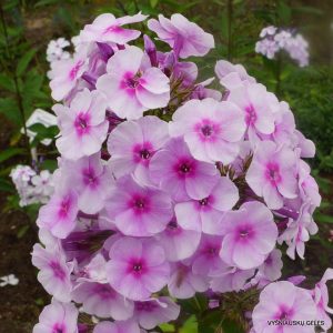 flioksai-‘Undina‘