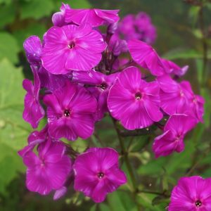 flioksai-‘Valentinka‘