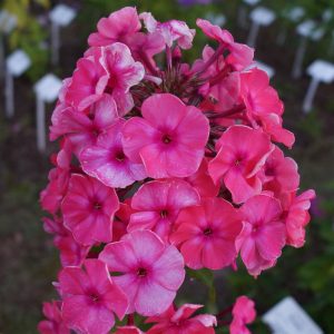 flioksai-‘Vindzorskie-Prokaznitsy‘