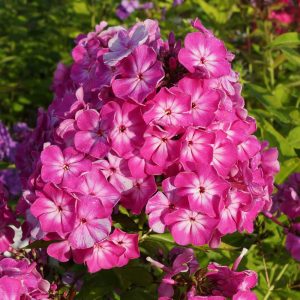 flioksai-‘Widar‘