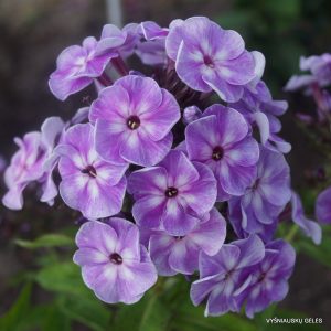 flioksai-‘Yozhik-v-Tumanie‘