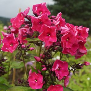 flioksai-‘Zemfira‘