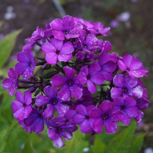 flioksai-‘Zhokei‘